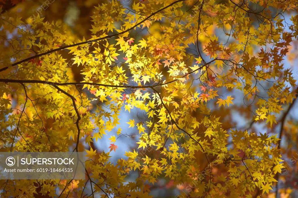 Forest with golden yellow leaves in autumn