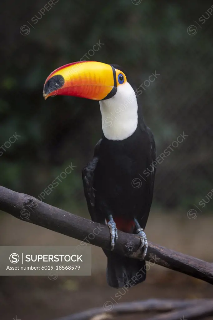 Beautiful yellow-beaked tropical toucan in captivity inside cage