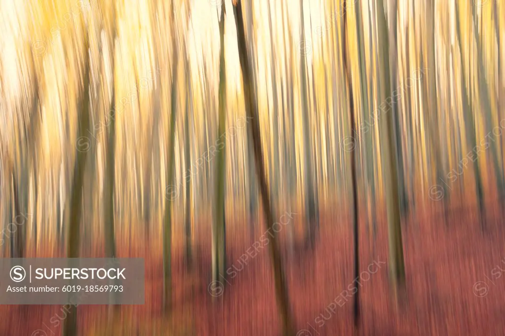 Long exposure image about a forest