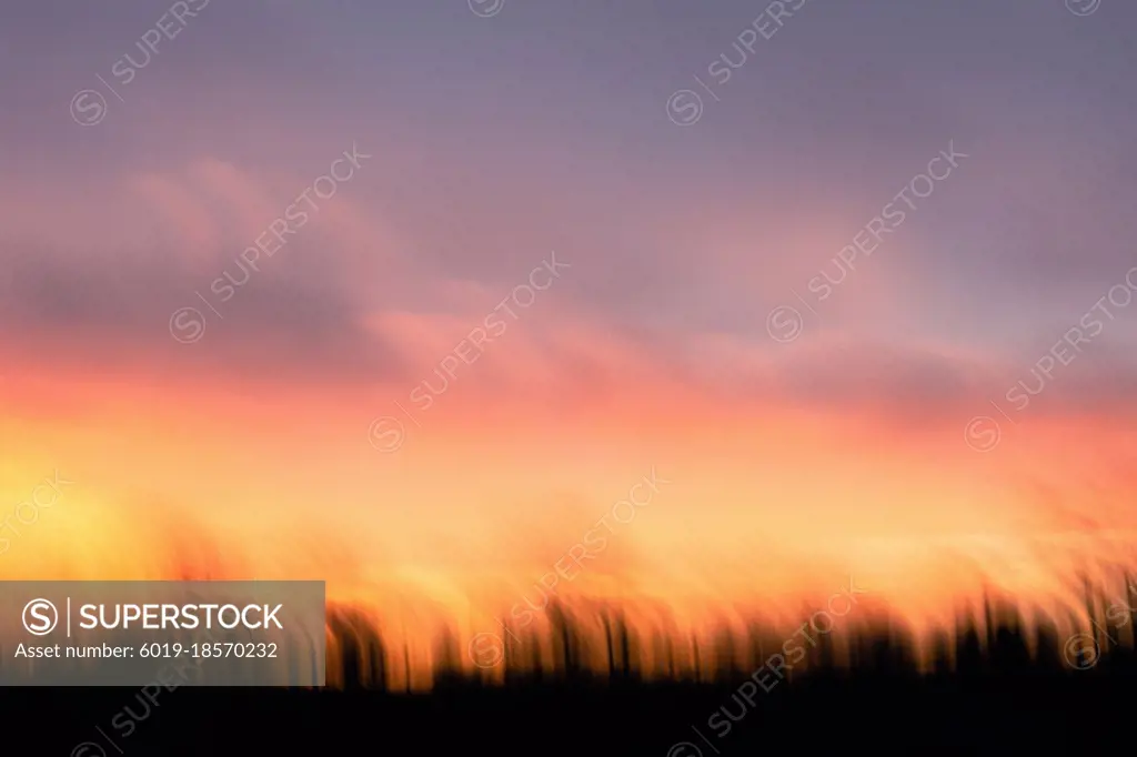 Warm and cozy lavender and orange creative sunset over a forest