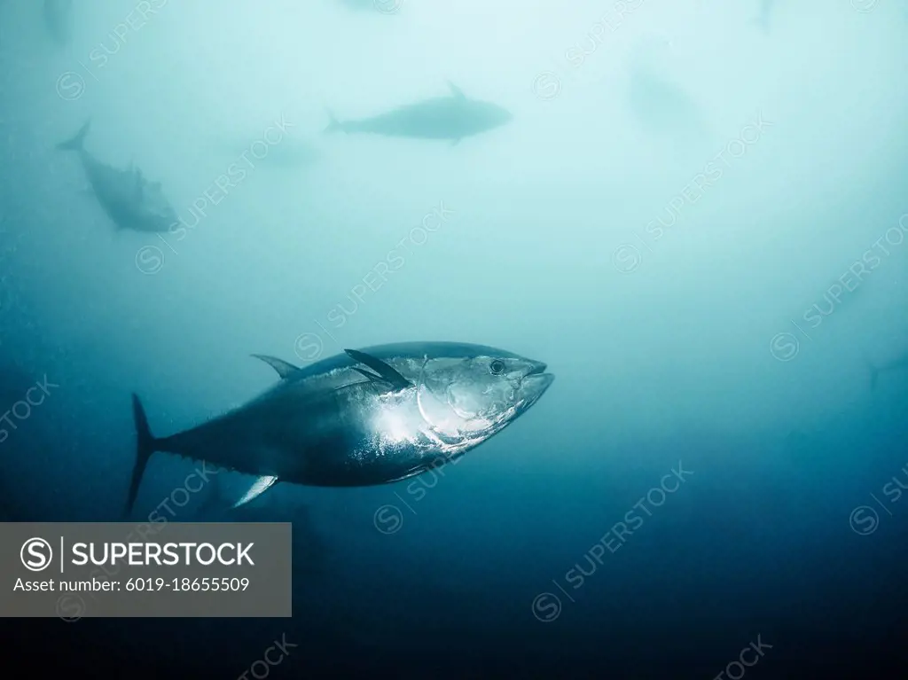 Giant bluefin tuna (Thunnus thynus) swimming inside a fishing net.