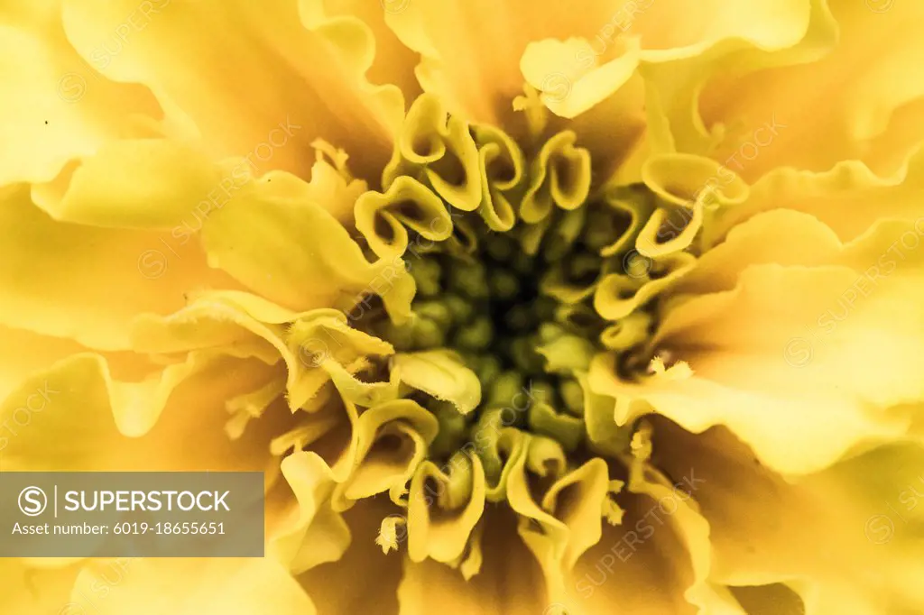 Yellow flower image macro photography