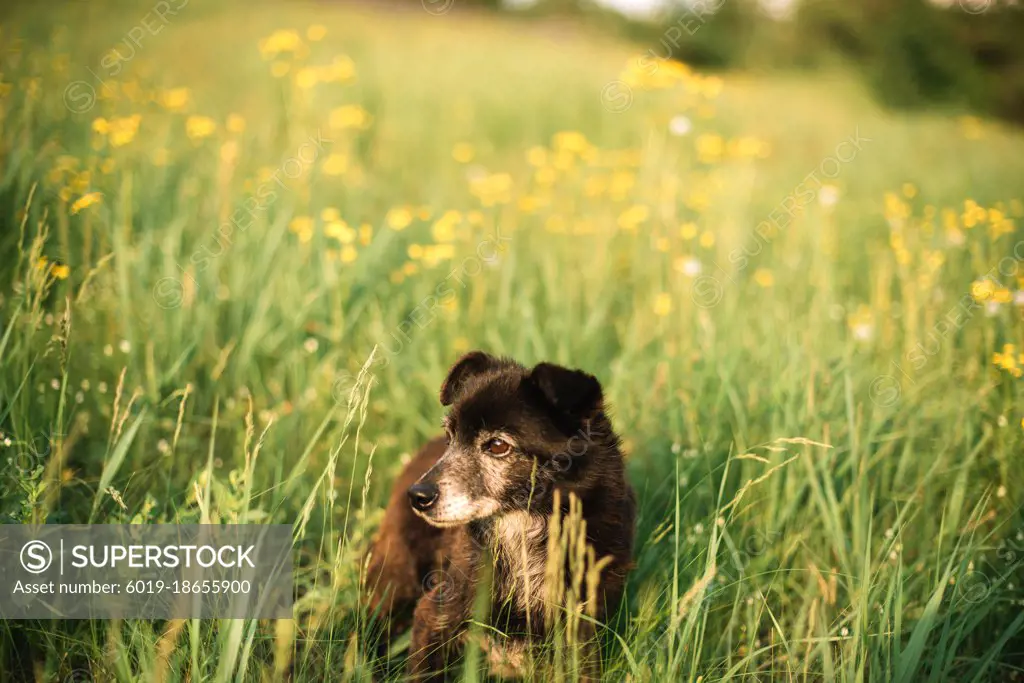 Resting dog on grass in flowers field