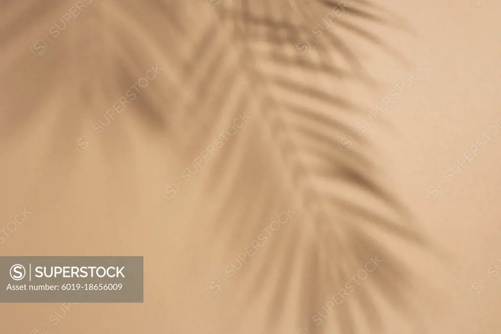 Shadows of tropical leaves of a palm tree on a light brown backg