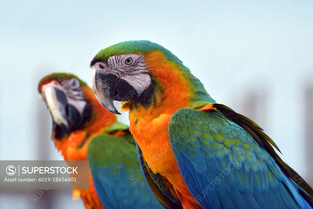 Close up photo of a macaw parrots