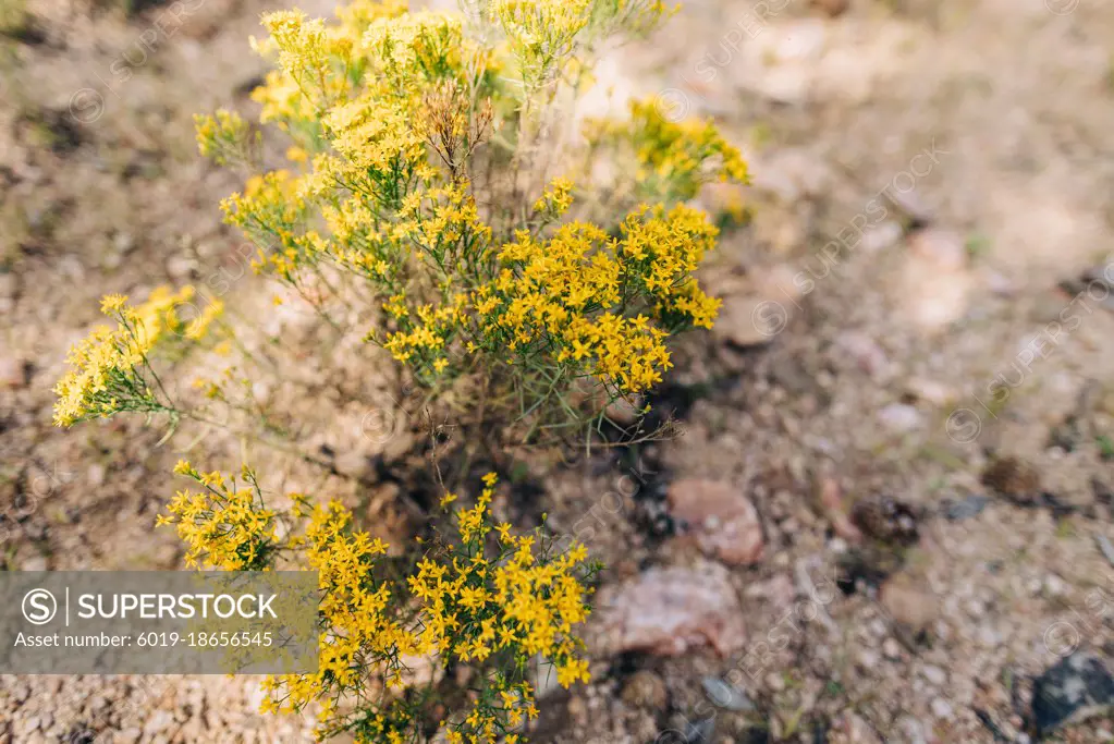 Silver cassia yellow plant in desert landscape of Prescott