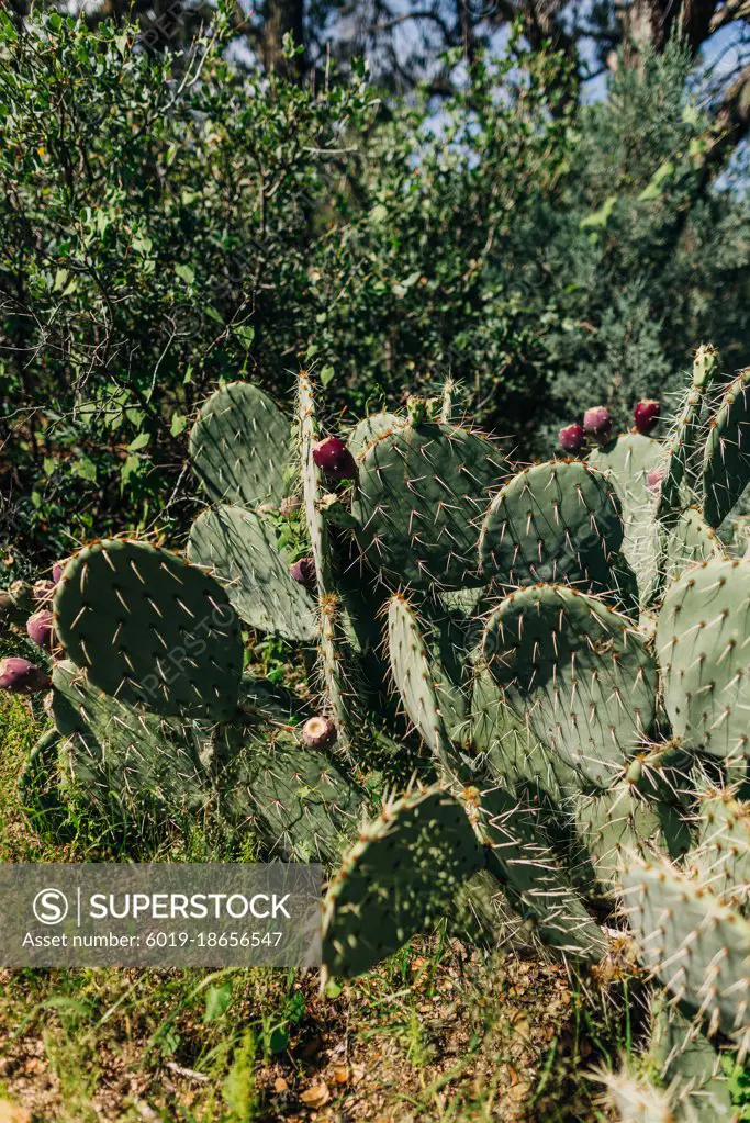 Prickly pear cactus with fruit in sunlight in desert of Prescott