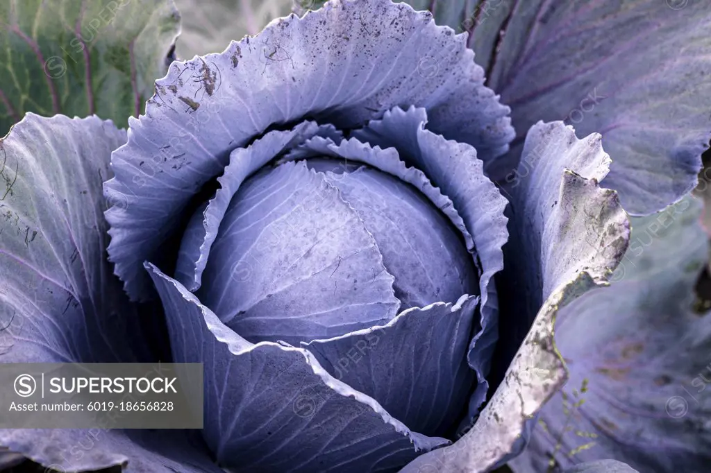 purple cabbage planted in the field, close-up