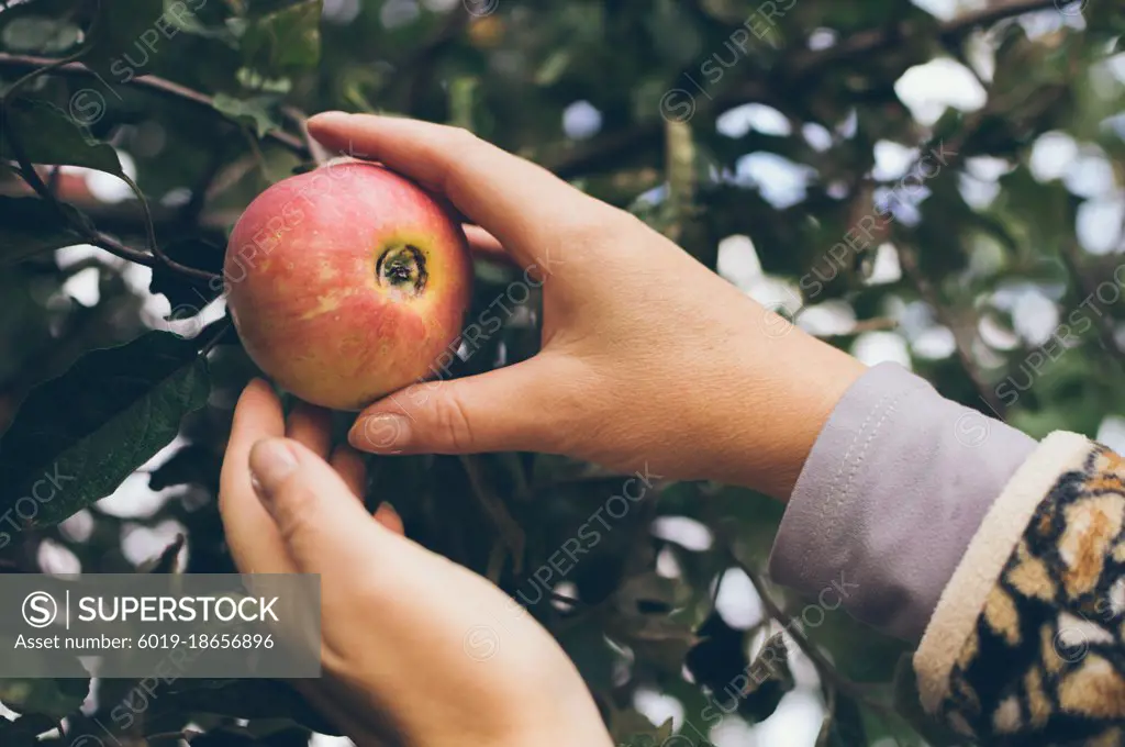 Women's hands pluck red ripe apple from branch