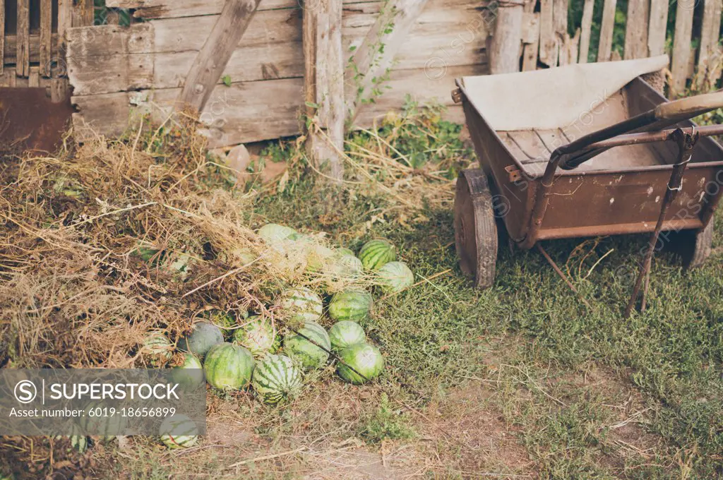 Harvest of striped watermelons and vintage garden cart