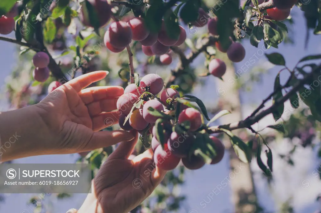 Hands pluck red ripe plums from branch against blue sky