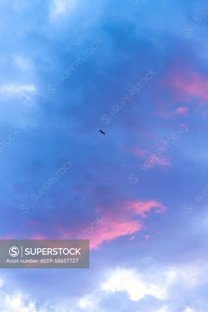 Ocean bird flying in the sunset sky with clouds glowing pink.