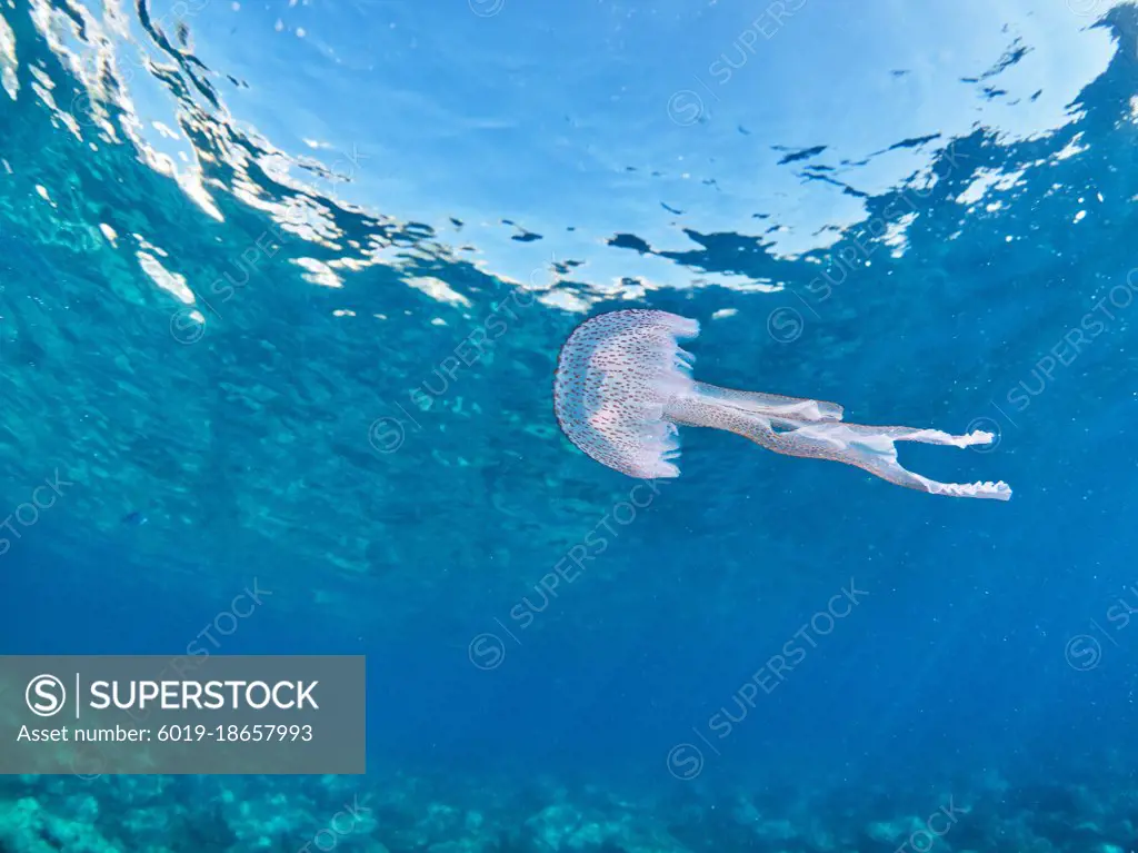 Mauve stingerJellyfish - Pelagia noctiluca