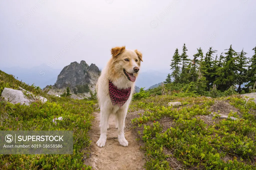 Fluffy dog wearing a bandana on a alpine trail