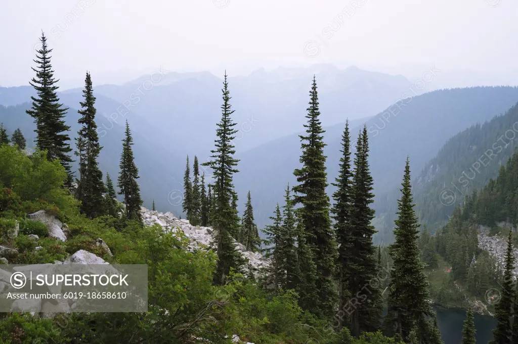 Beautiful trees in the north cascade mountains with wildfire smoke