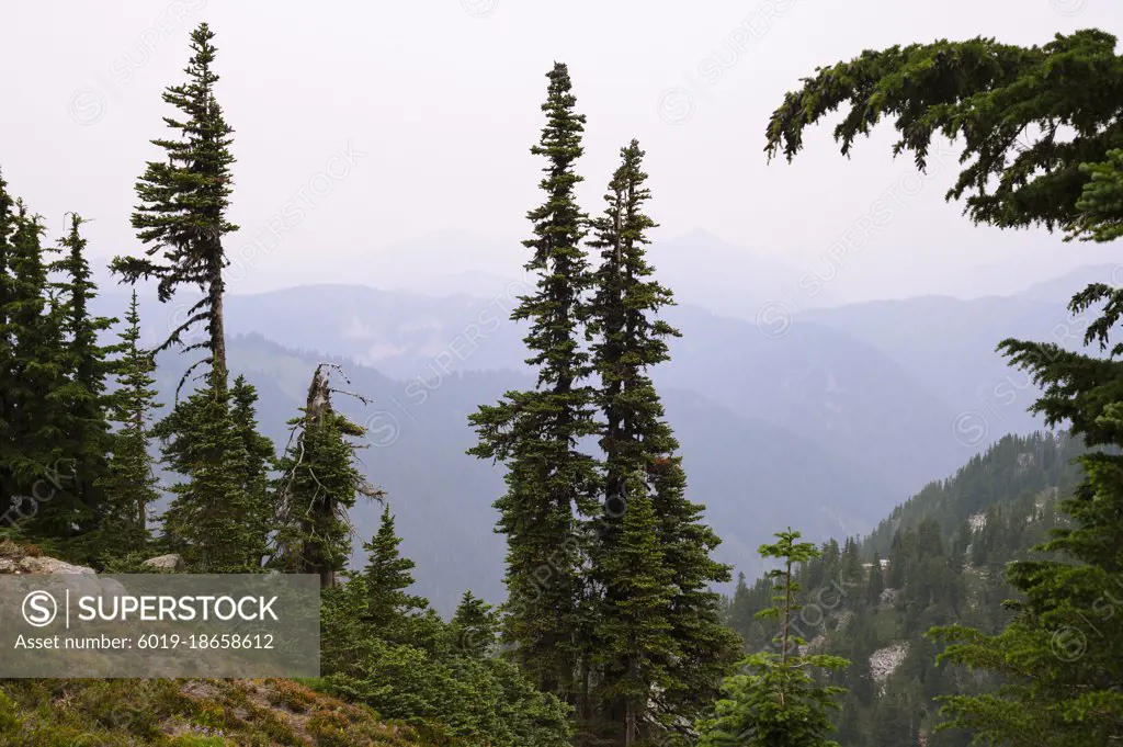 Alpine trees and wildfire smoke in the north cascade mountains