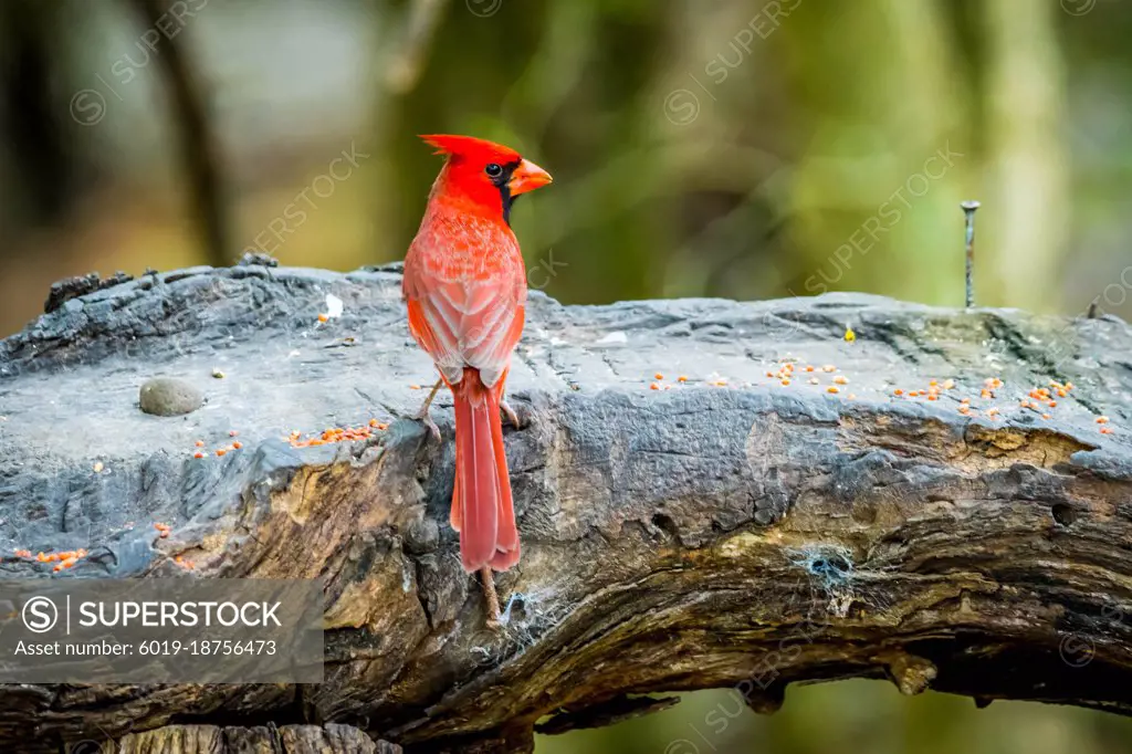 A Northern Cardinal in Laguna Atascosa NWR, Texas