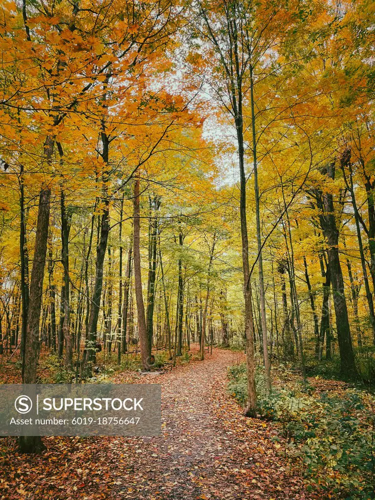 Beautiful leaf covered trail through the forest on autumn day.