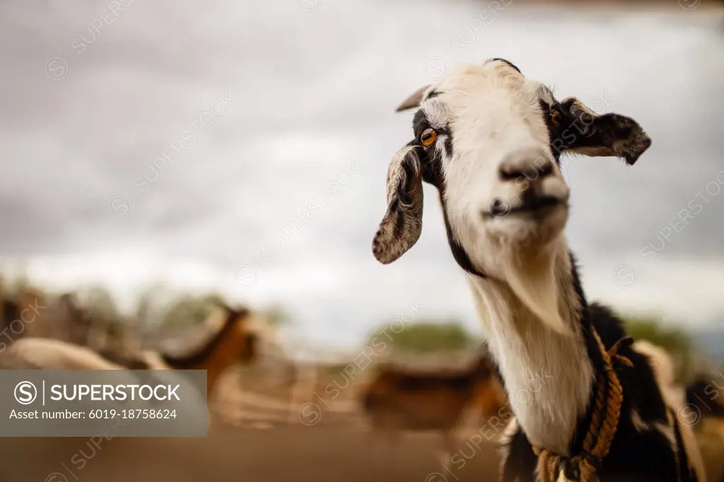 Goat in a field farm