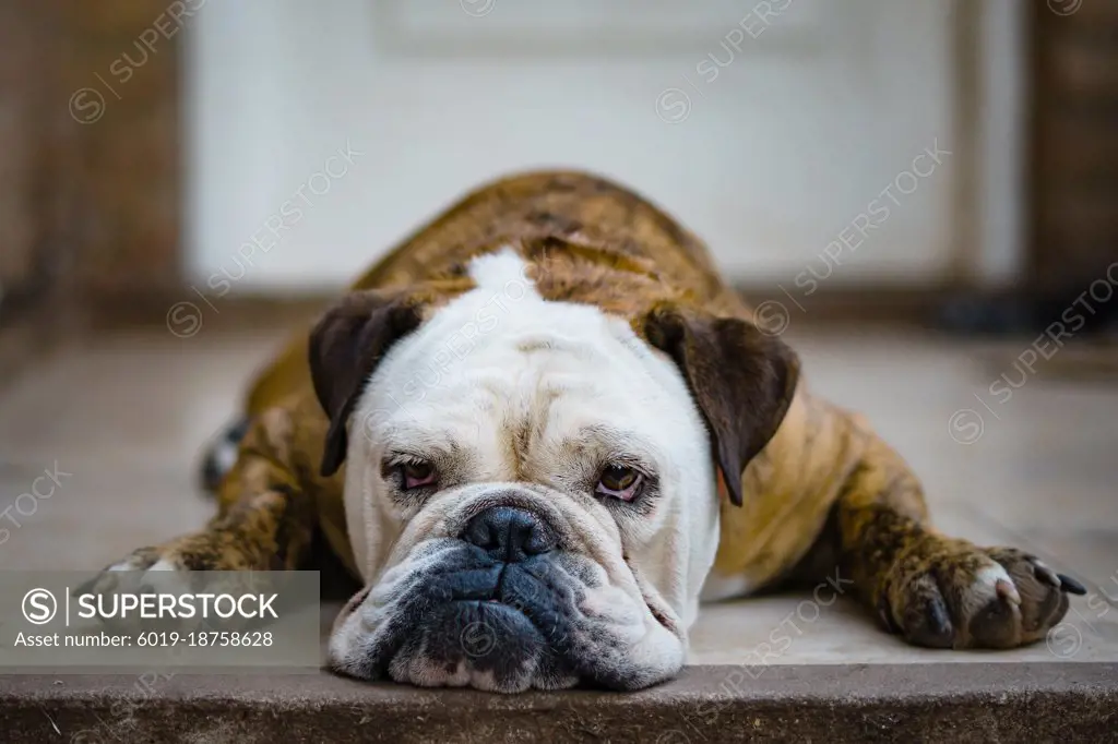 English bulldog with muzzle on the floor