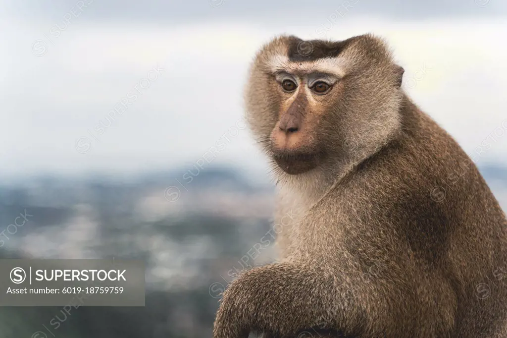 beautiful pig-tailed macaque (Macaca nemestrina) in Thai forest