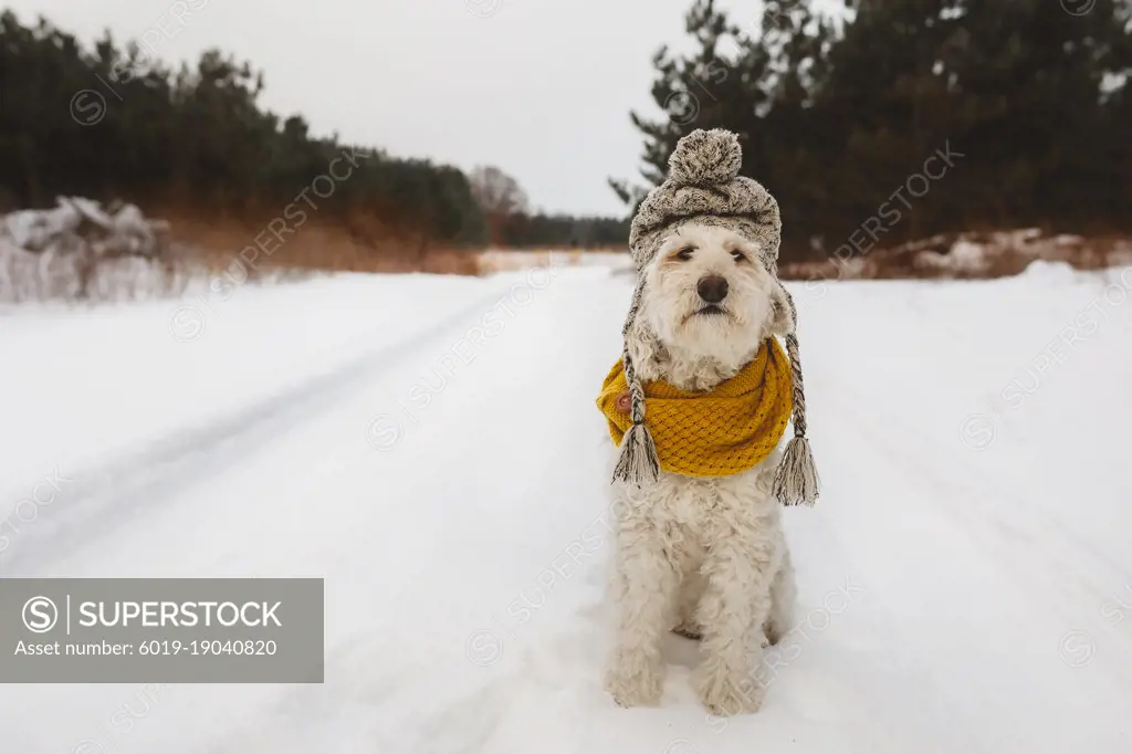 Dog sitting in hat and scarf in winter
