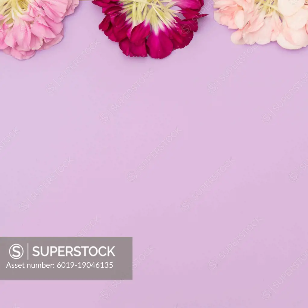 Lavender background with deconstructed flowers