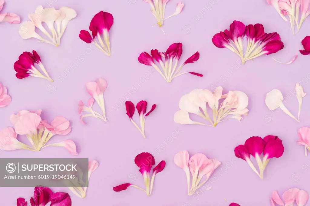 Lavender  pastel floral flat lay with carnation petals