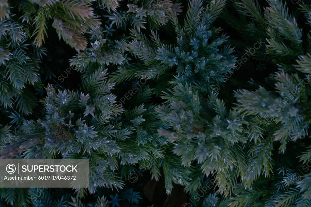 Colorful juniper branches close up