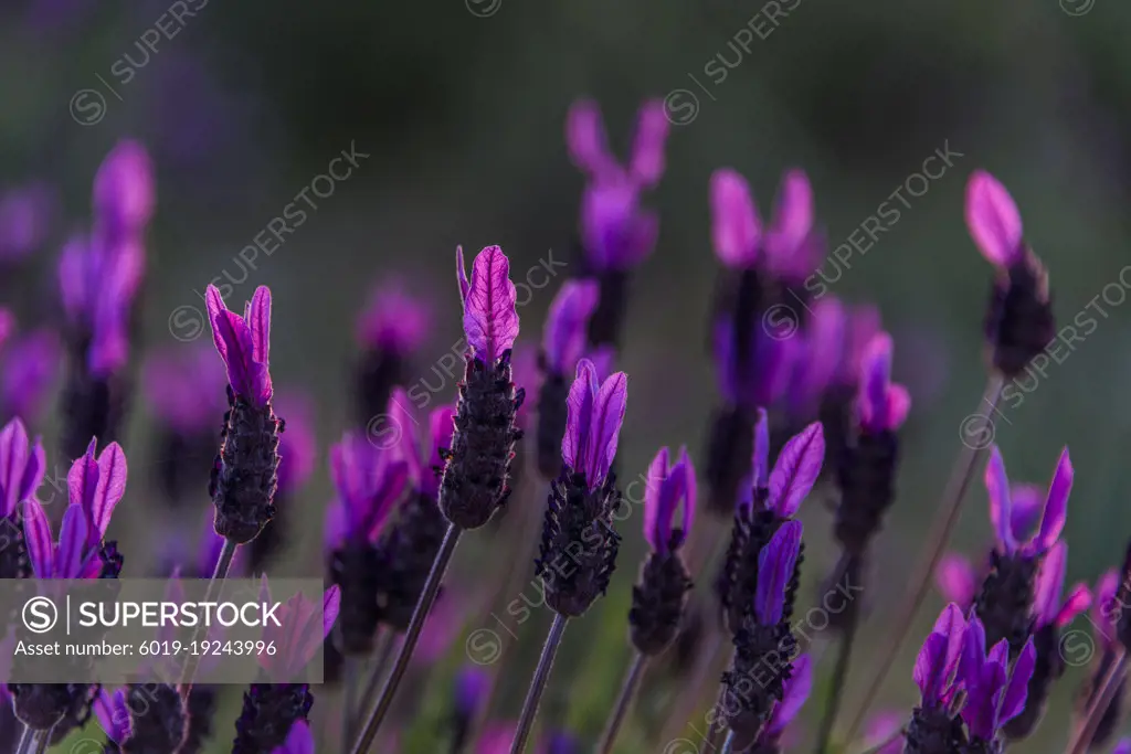 lavender flowers and the sunrise in Monfragí¼e NP, Extremadura, Spain