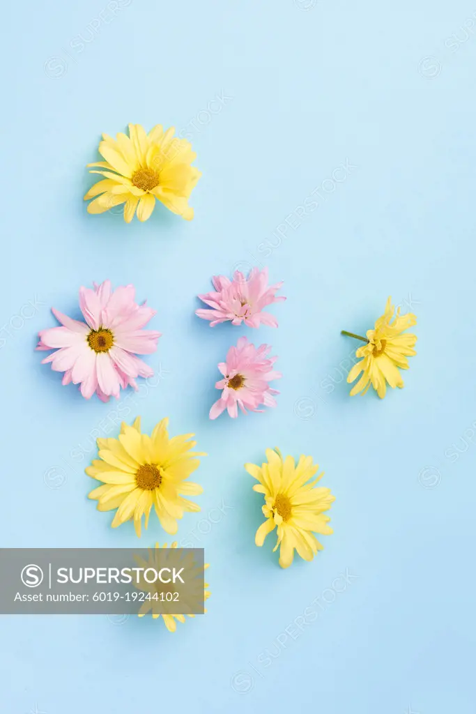 springtime flowers on blue background flat lay yellow and pink