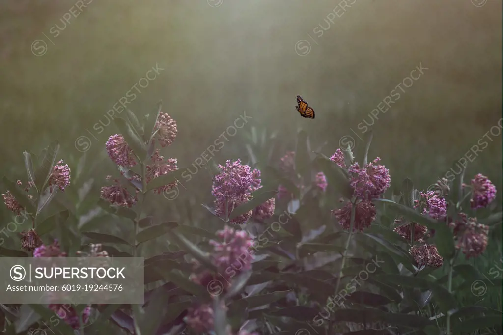 Butterfly in an open field with flowers