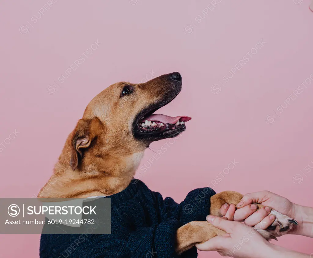 dog in shirt and pullover  smiles
