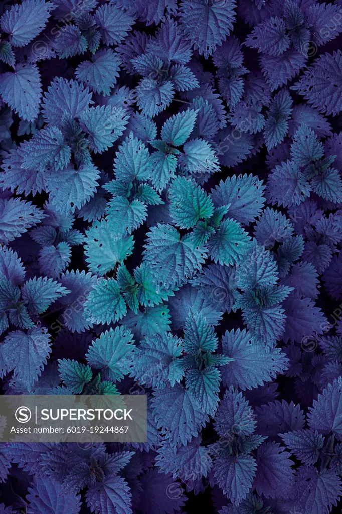 blue and green plant leaves in autumn season