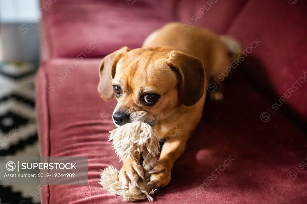 A Puggle Sitting on a Couch Chewing on a Dog Toy