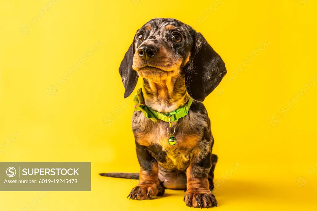 Dachshund puppy pet on yellow background