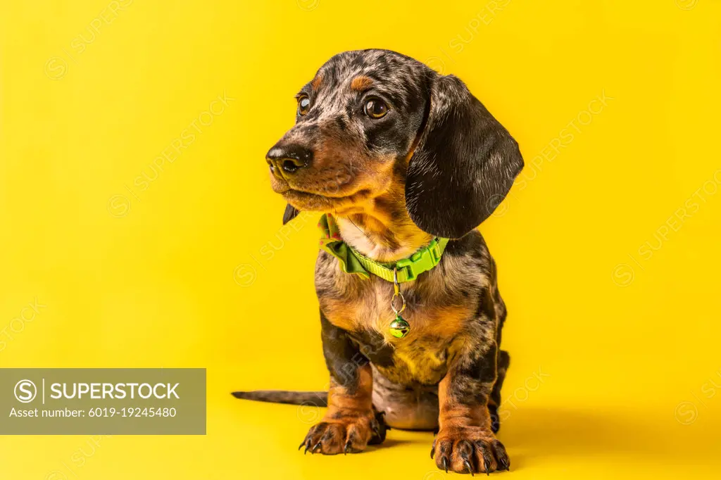 Dachshund puppy pet on yellow background