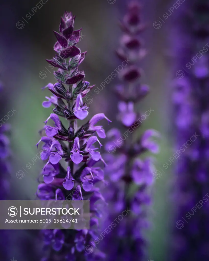 Lavender, flowr, growth, details, nature, macro. plants, spring