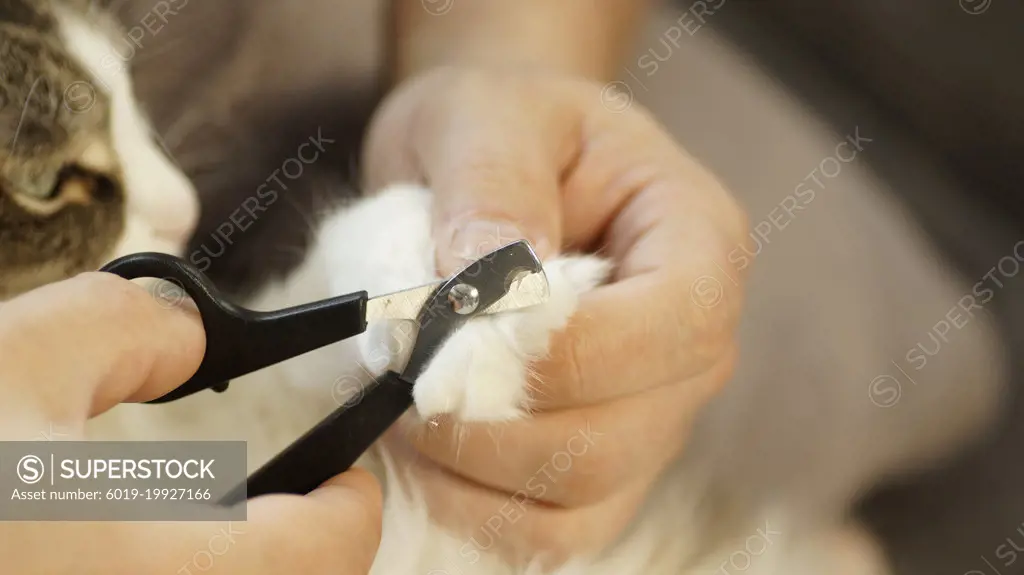 A man cuts a cat's claws
