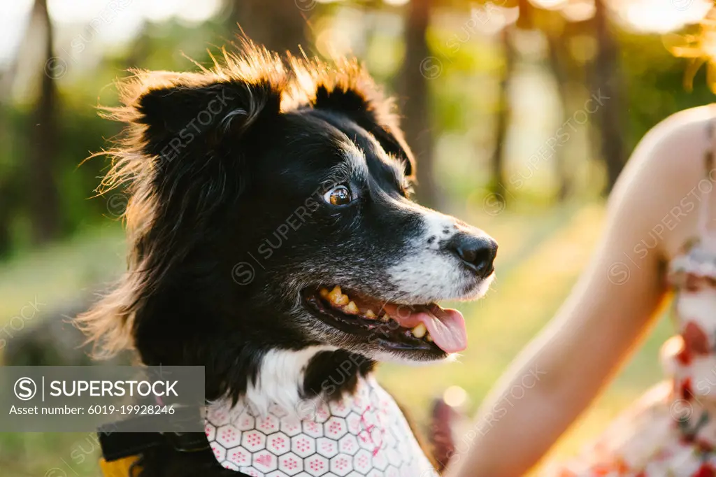 Australian shepherd dog is happy in golden light