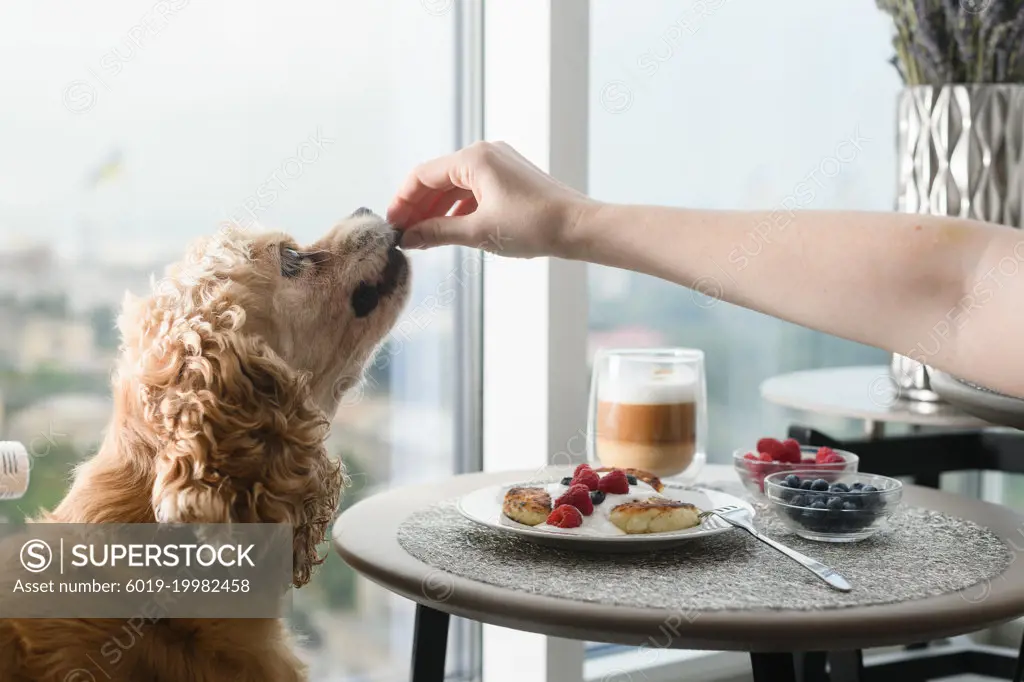 Female hand gives food to the dog.