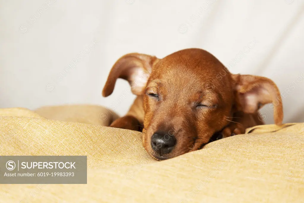 A charming puppy sleeps in comfortable conditions. 