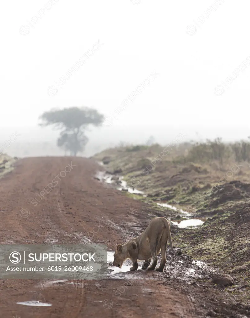 Lion drinking from a puddle in Kenya.