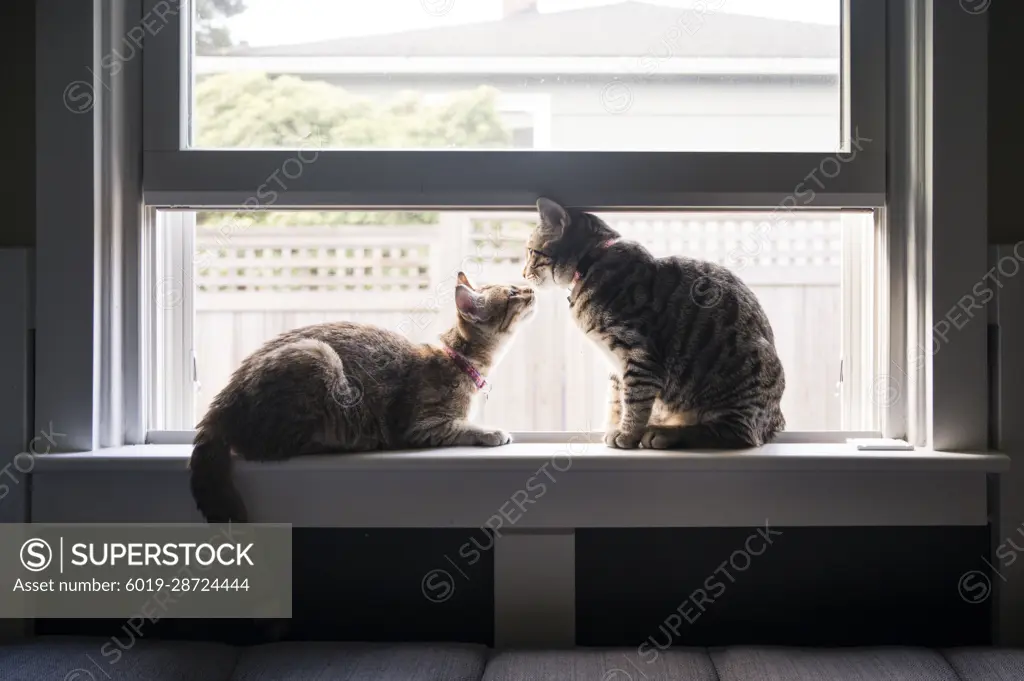 Two Tabby Cats Relax on a Windowsill in Seattle, WA