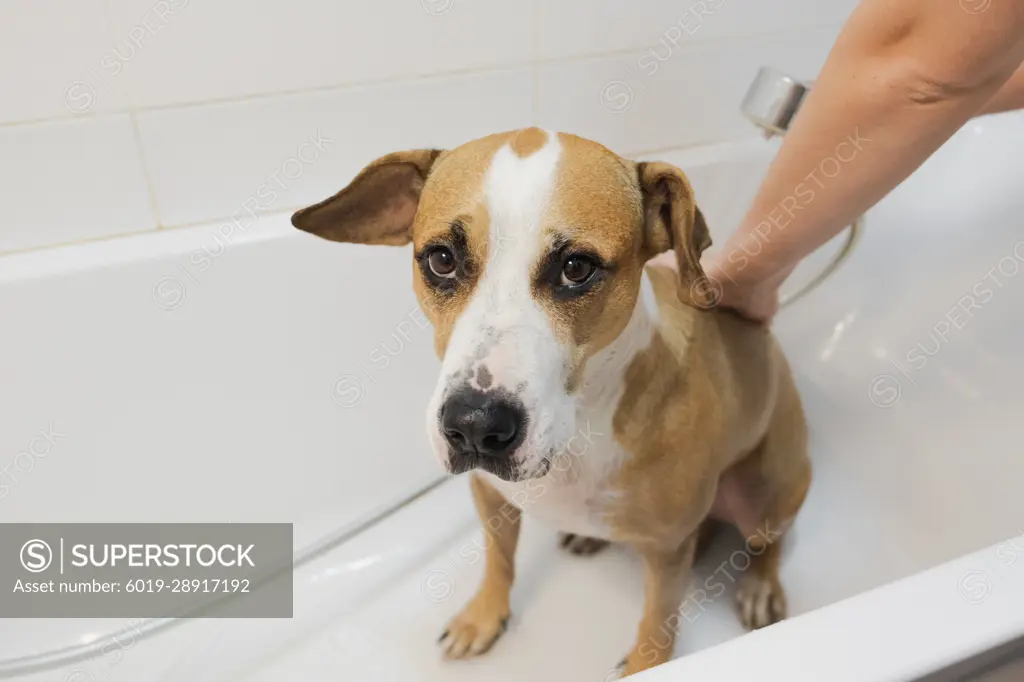 Washing the dog in bathroom. Taking care and hygiene of pets, hu