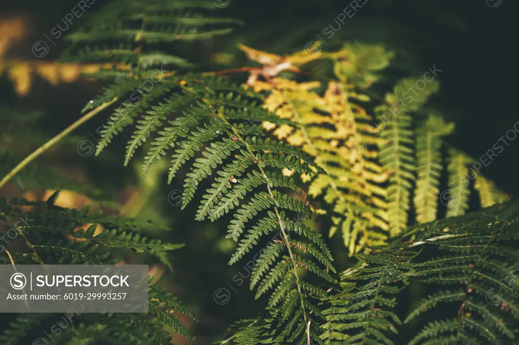 Fern from the Covaleda forest in Soria