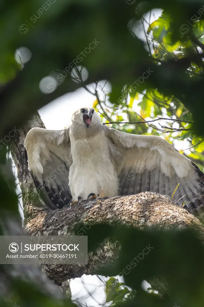 View to Harpy Eagle (Harpia harpyja) with open wings on tree branch -  SuperStock