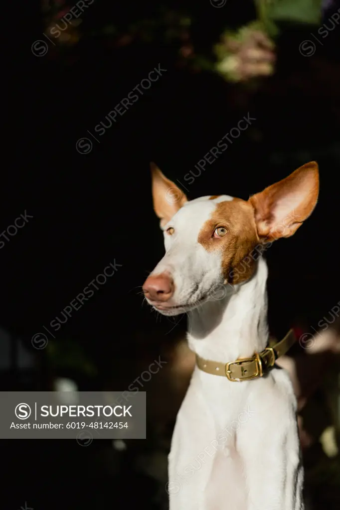 Podenco Ibicenco dog (Ibizan Hound), elegant greyhound, portrait.