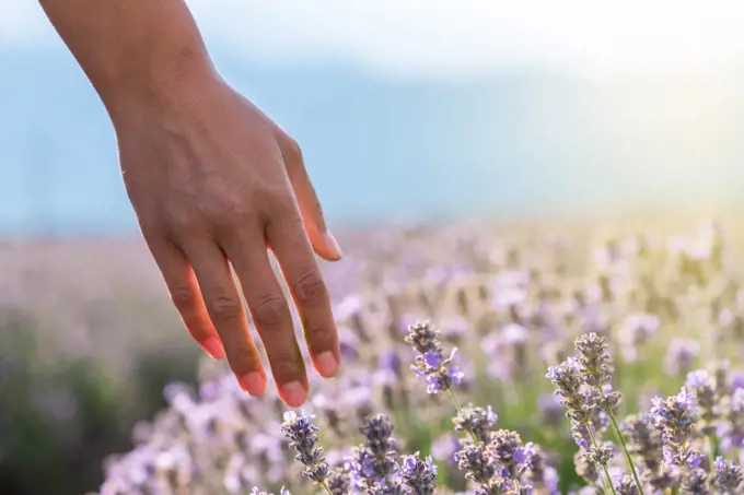 Touching the lavender at sunset.