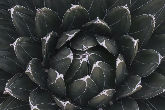 agave cactus, abstract natural pattern background, dark green color